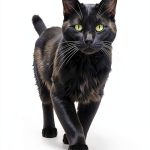 A Cat Named Whiskers Childrens Kindle Book Marine Life-0